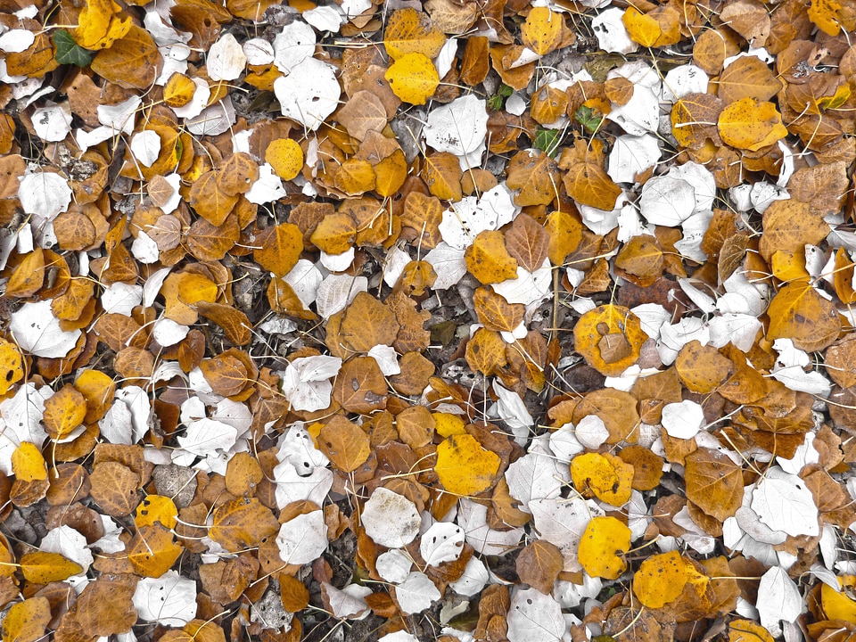 Carpet leaves autumn autumn leaves