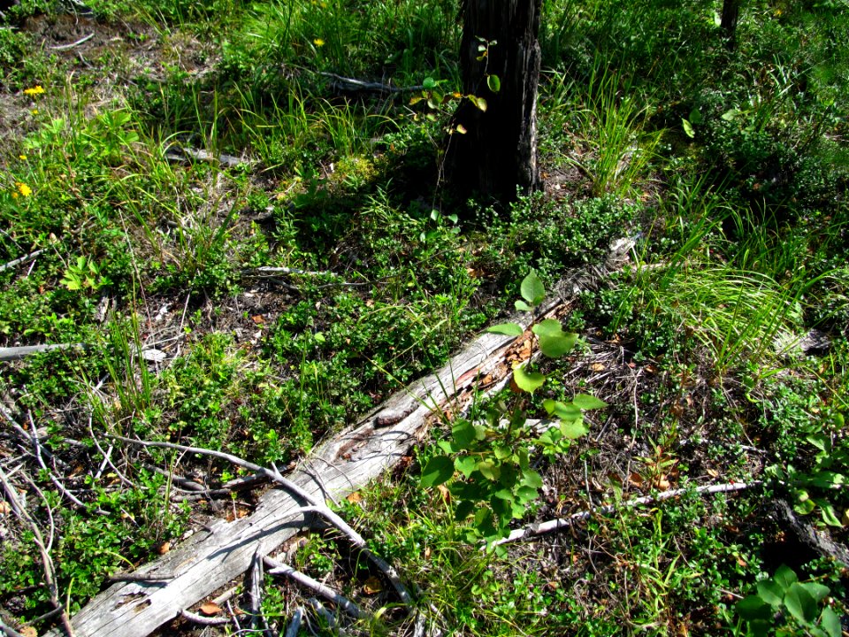 Vaccinium vitis-idaea