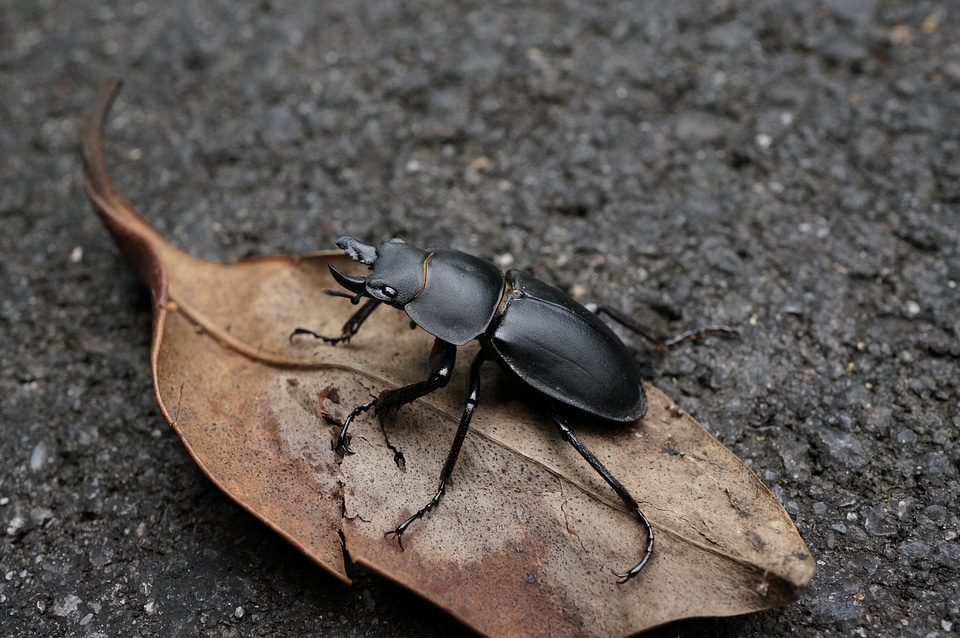 Natural quentin chong beetle