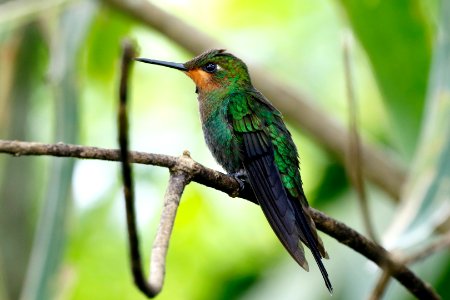 Green-crowned Brilliant (juv) photo