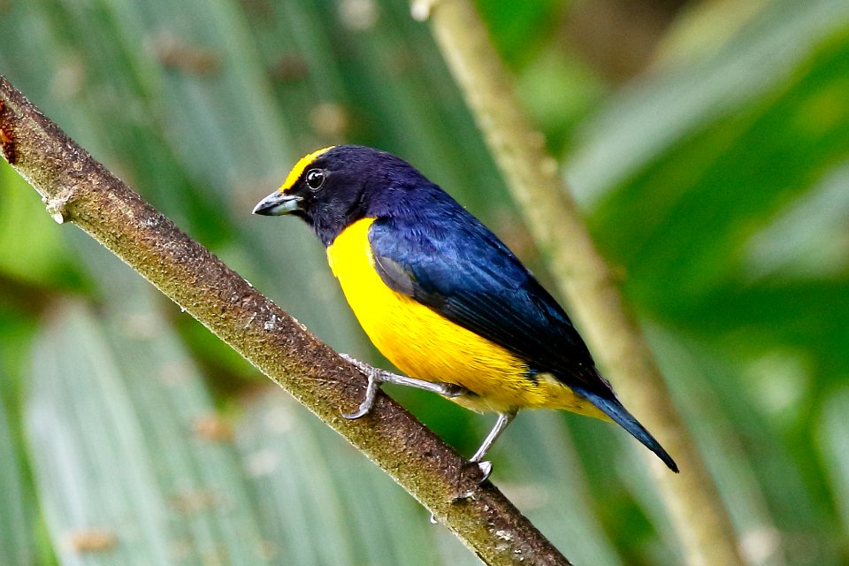 Orange-bellied Euphonia, Euphonia xanthogaster - 260A2505