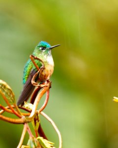 Long-tailed Sylph (f) 260A0498