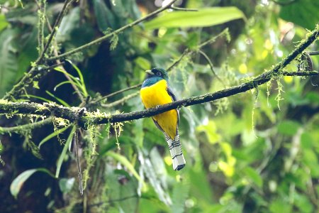 Black-throated Trogon