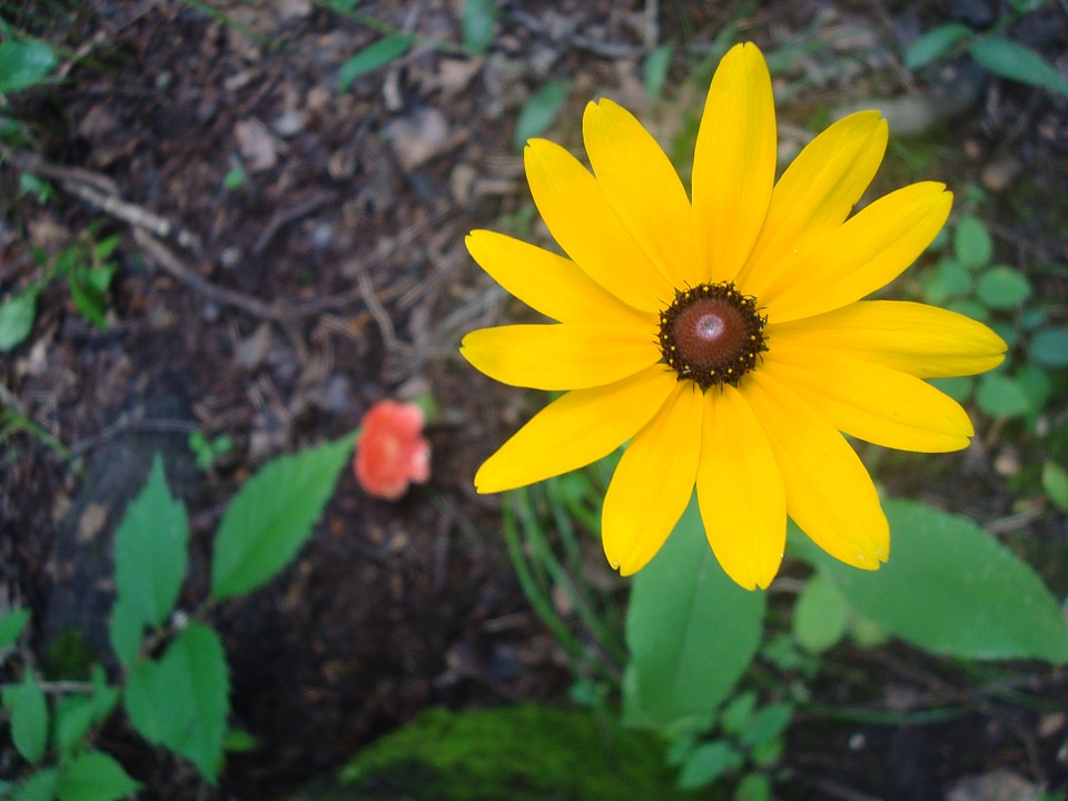 Yellow garden spring