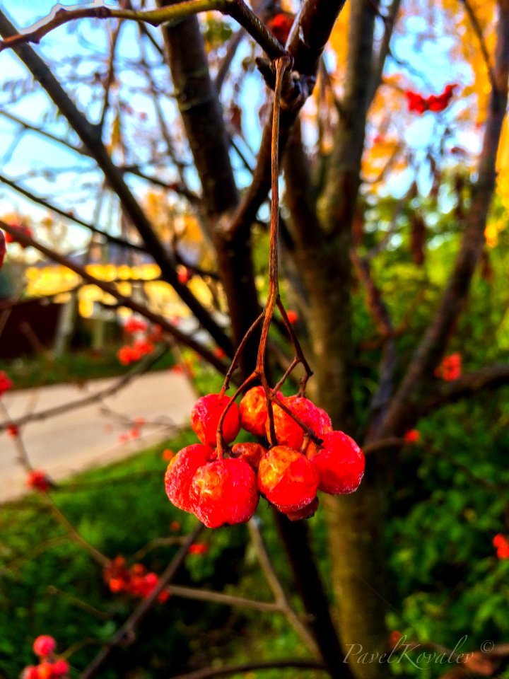 Autumn rowan photo