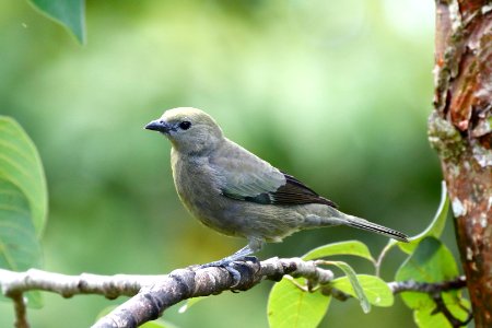 Palm Tanager