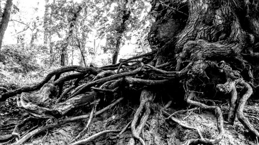 Black locust roots