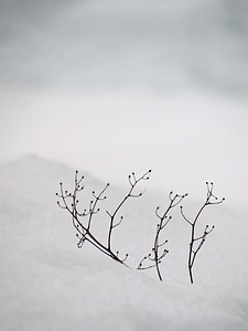 Tranquility branch winter photo
