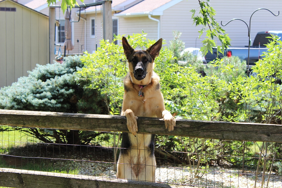 Guard german shepherd pet