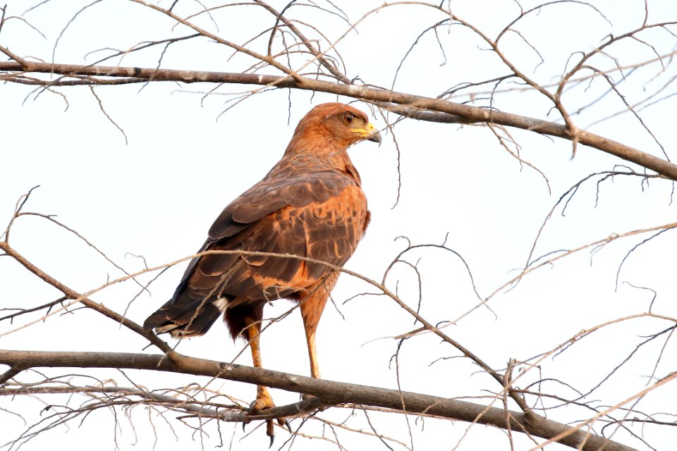 Savannah Hawk, Buteogallus meridionalis - 260A3619