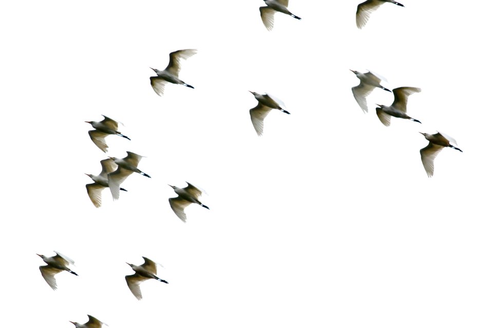 Cattle Egret, Bubulcus Ibis - 1729