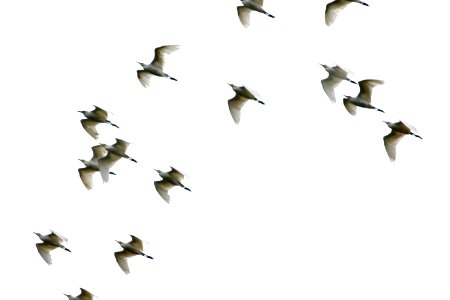 Cattle Egret, Bubulcus Ibis - 1729