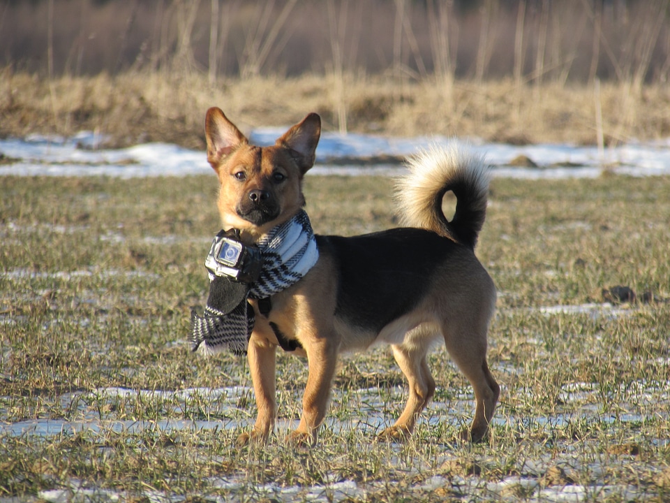 Cameradog standing far