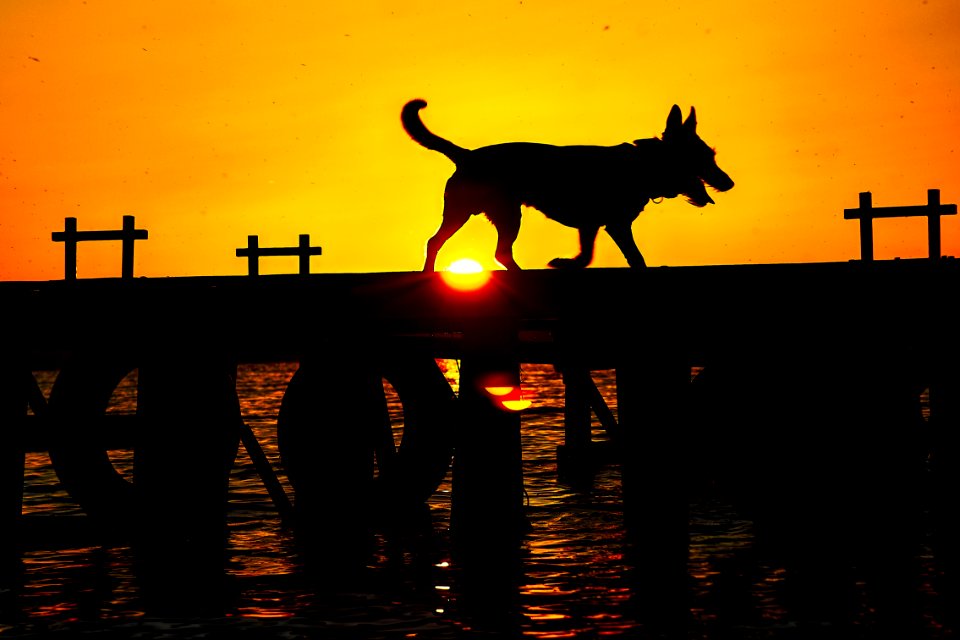 Dog, mosquitoes and the sea.