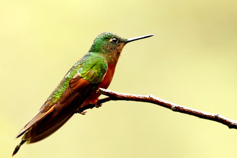 Chestnut-breasted Coronet (Boissonneaua matthewsi), Ecuador 2016 - 260A0094.cr2