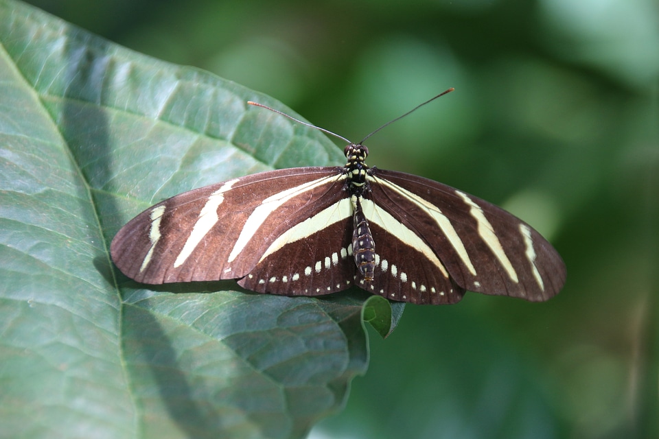 Butterfly insect Free photos