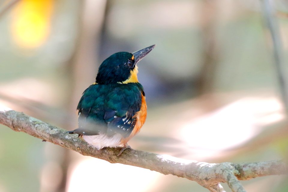 American Pygmy Kingfisher