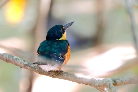 American Pygmy Kingfisher