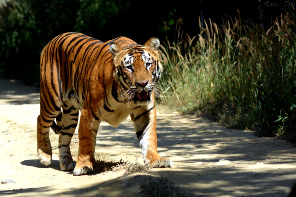 Royal Bengal Tiger