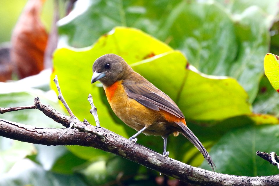 Cherrie's Tanger (f)