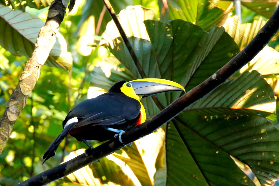 Choco Toucan, Ramphastos brevis - 20A1792