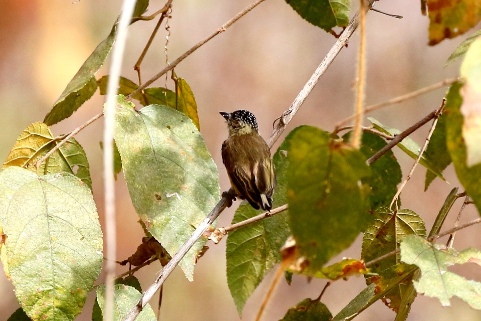 Oliveceous Piculet, Picumnus olivaceus - 260A3470
