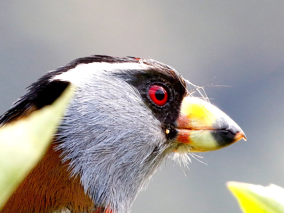 Toucan Barbet, Semnornis ramphastinus - 260A2363