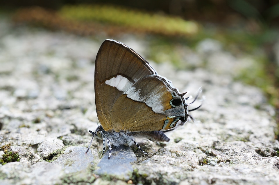 Quentin chong insect nature