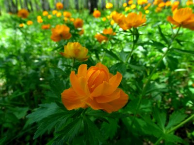 Trollius asiaticus