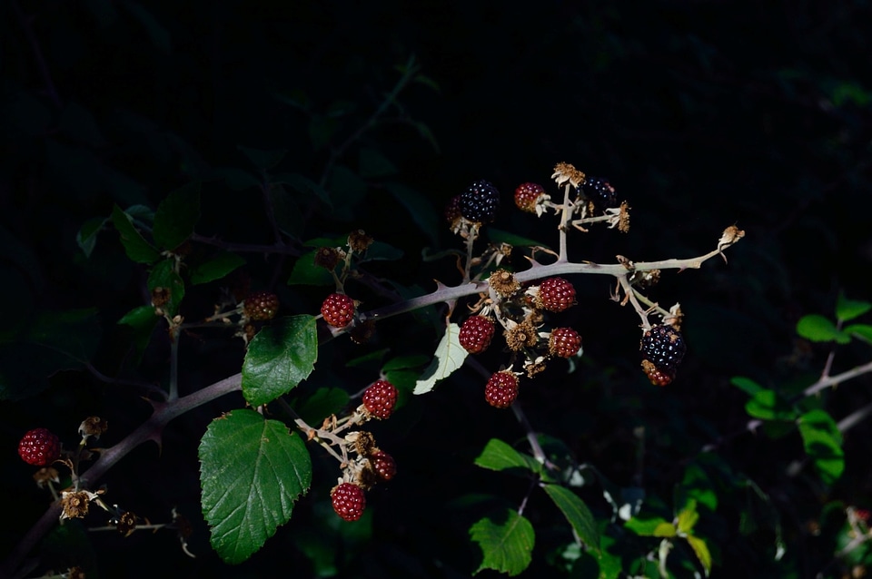 Blackberries healthy food