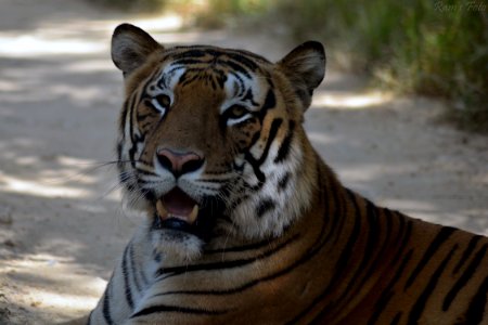 Royal Bengal Tiger photo