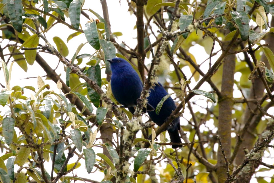 Tit-like Dacnis (m), Xenodacnis parina - 260A3140