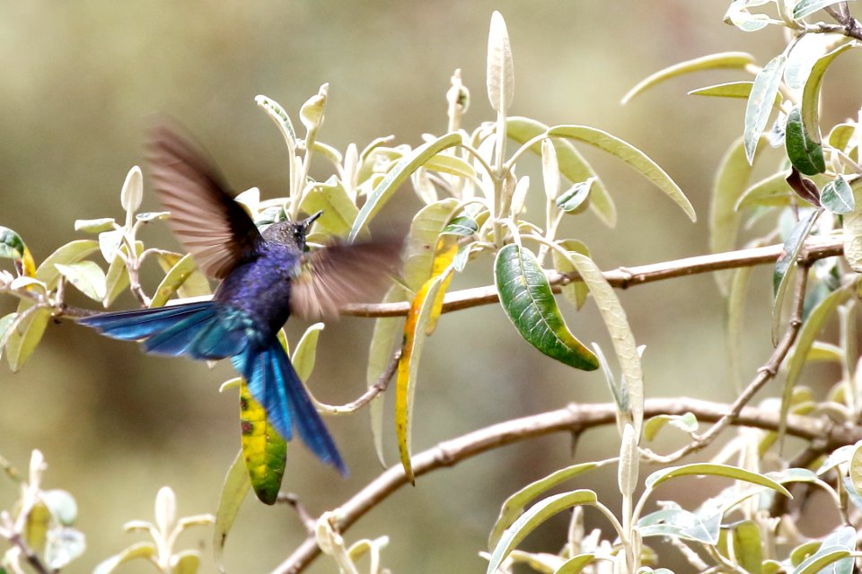 Blue-mantled Thorntail (Chalcostigma stanleyi) - 260A3132