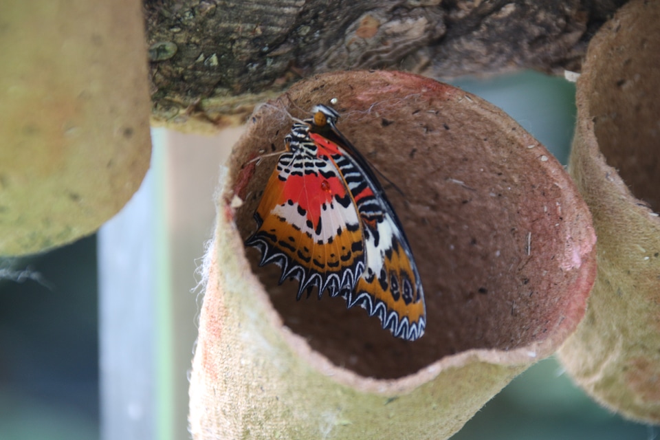 Butterfly insect colorful
