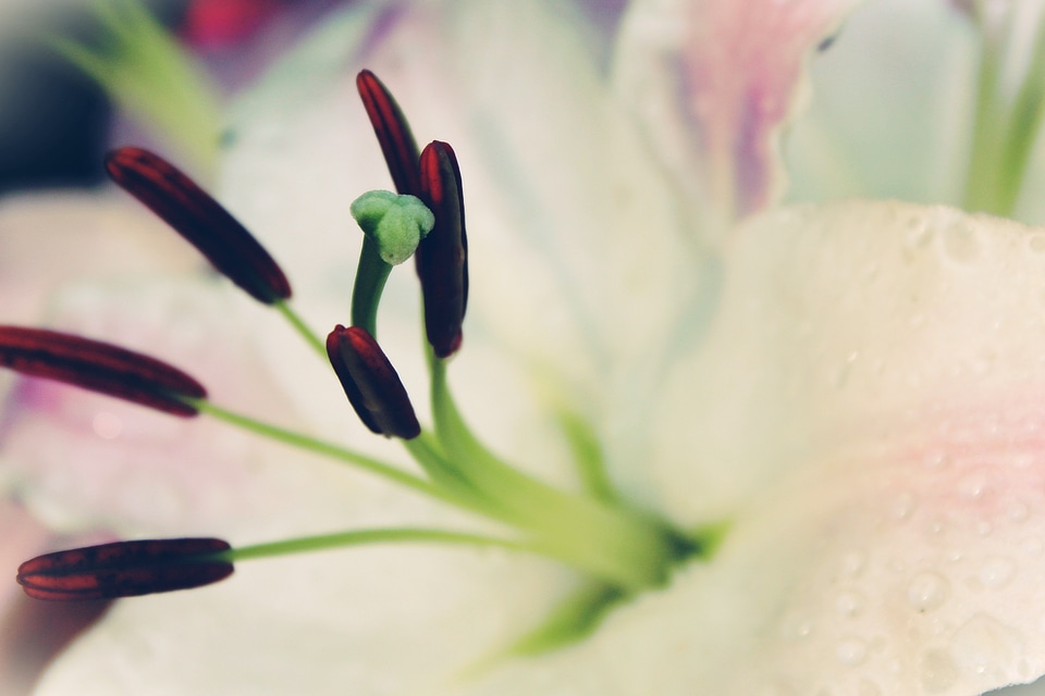 Bloom flower blossomed