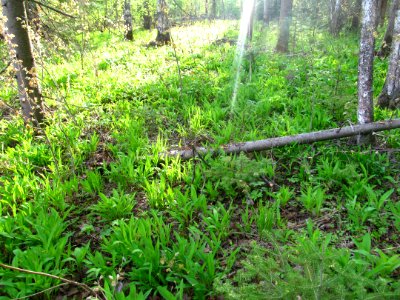Allium ursinum