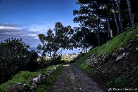 Sentiero bosco strada ciotoli