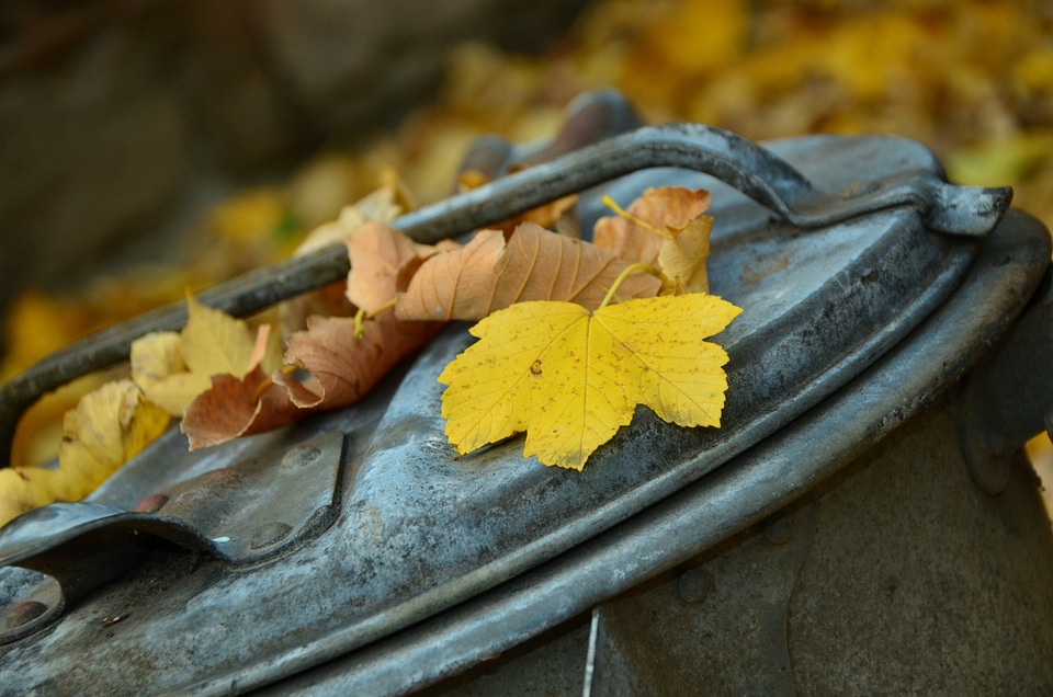 Leaf fall fall foliage fall color