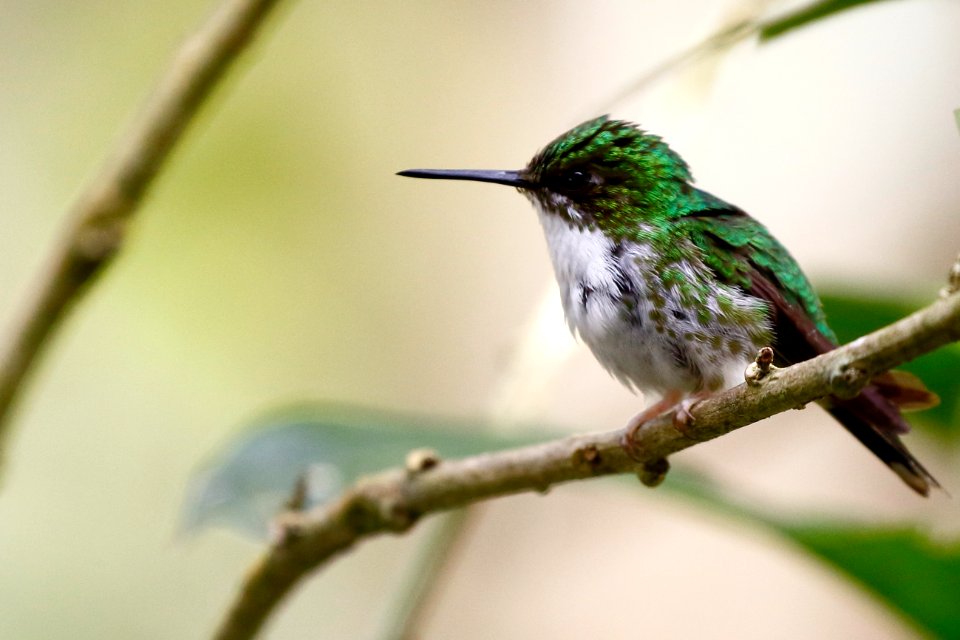 ? Andean Emerald (Amazilia franciae) - 260A2408