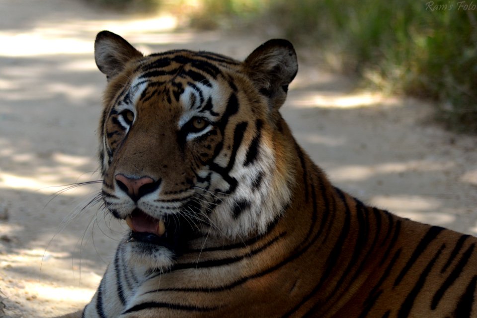 Royal Bengal Tiger