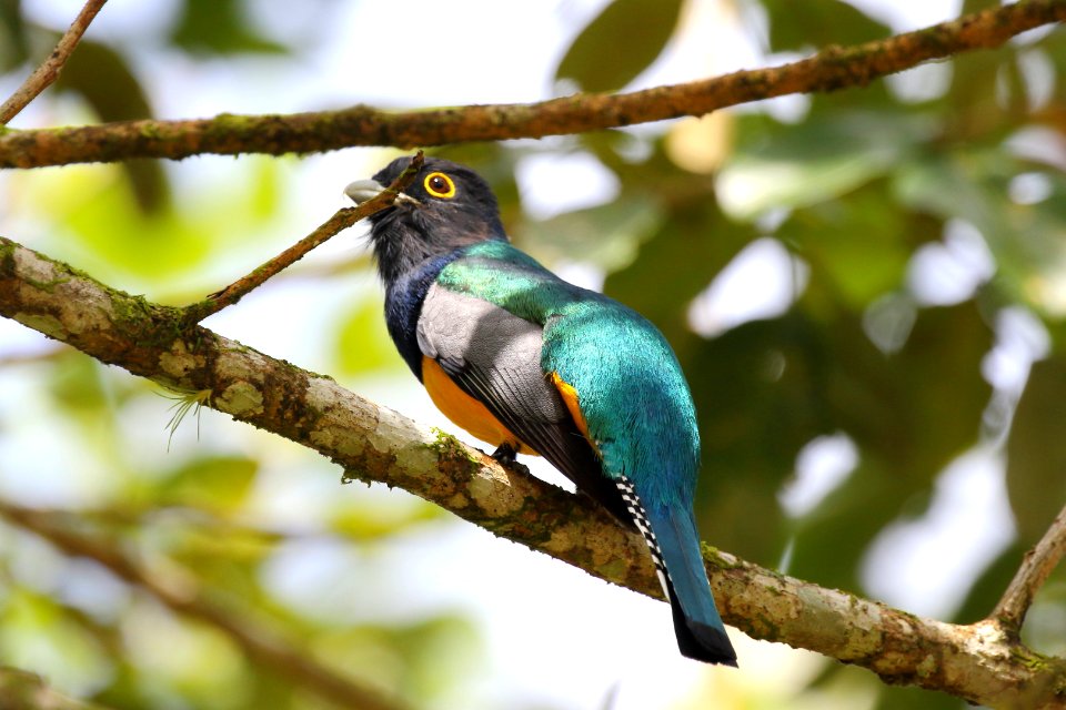 Gartered (Violaceous) Trogon 260A4763