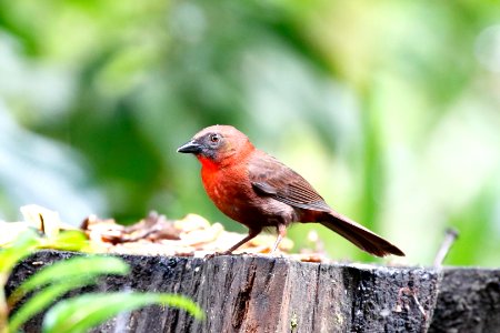 Red-throated Ant-Tanager 260A4910 photo