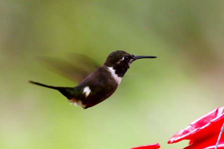 Purple-throated Woodstar (m) (Calliflox mitchelli) - 260A1694