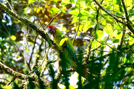 Great Green Macaw