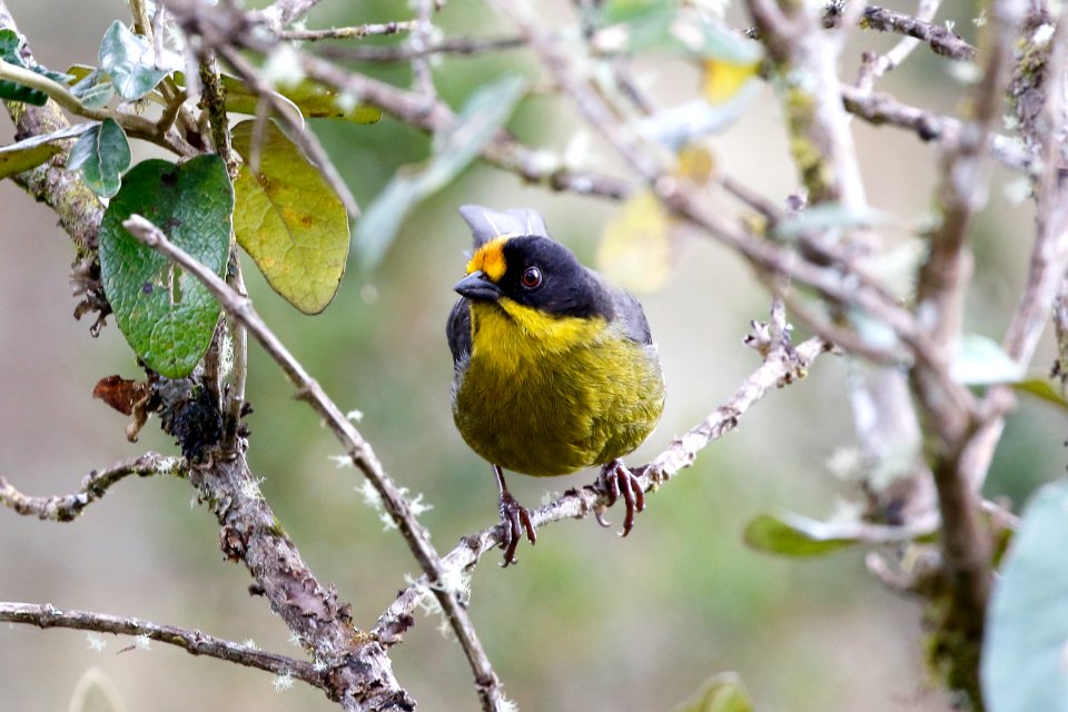Pale-naped Brush-Finch, Atlapetes pallidinucha - 260A2928