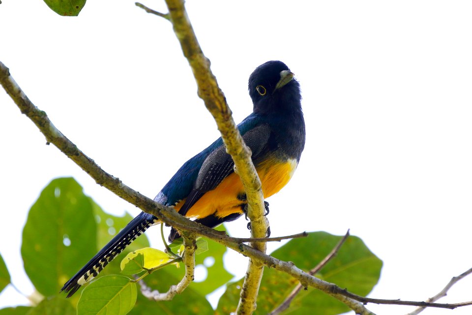 Gartered (Violeceous) Trogon (m)