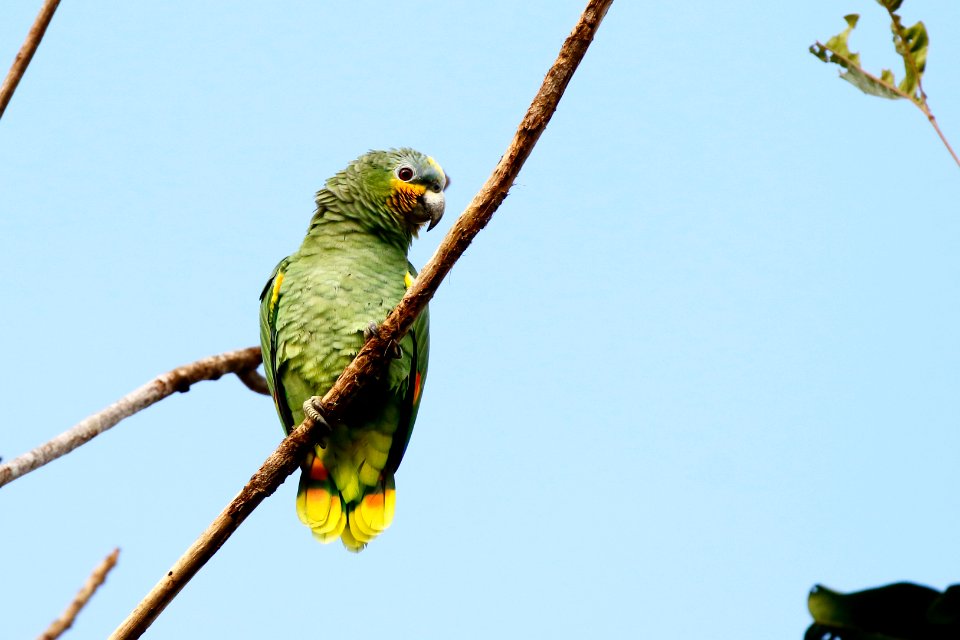 Orange-winged Amazon (Amazona amazonica) - 1219