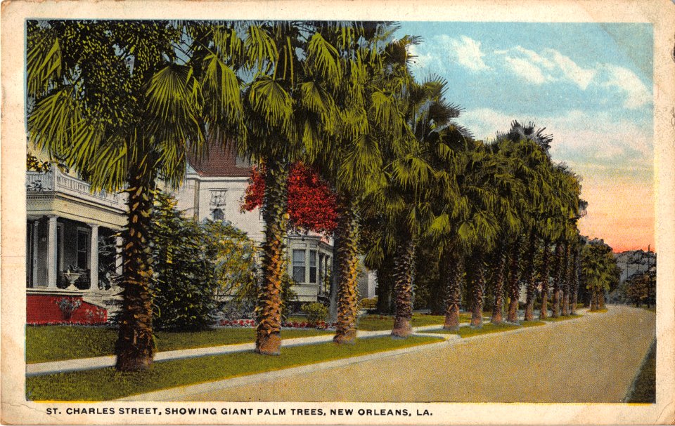 ST CHARLES STREET SHOWING GIANT PALM TREES NEW ORLEANS LOUISIANA