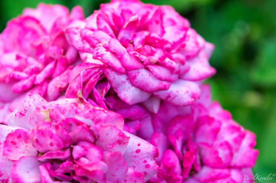 Roses