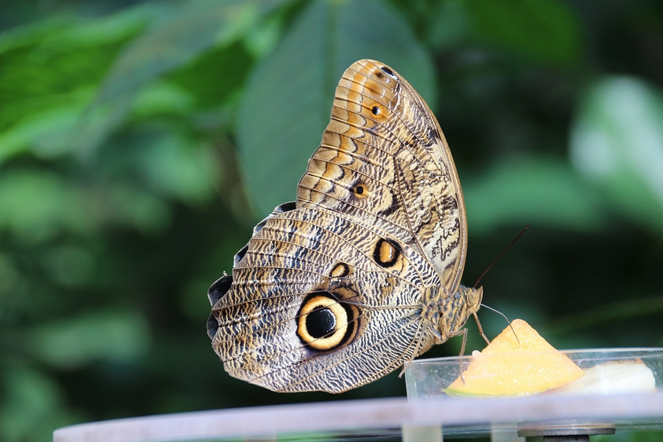 Butterfly insect morphosfalter